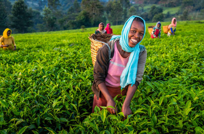 Tea Gardens Munnar