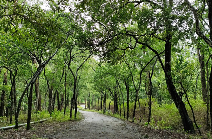 Sandalwood Forest Marayoor